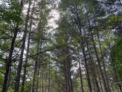 -关门山森林公园