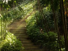 -深圳仙湖植物园