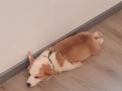 -浣熊柯尔鸭土拨鼠·电玩咖