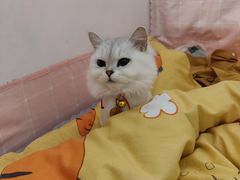 -安安宠物医院(情缘分院)