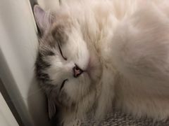 -宠福鑫康馨动物医院·骨科·眼科