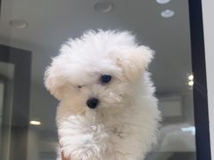 -萌宠之家·腊肠犬·马尔泰·小体犬舍