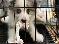 -博特宠物医院24h犬猫全科.骨科·异宠