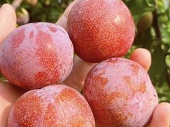 -水果e家(南城店)