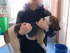 -爱牧宠物医院·猫专科·骨科·内窥镜(甪直店)