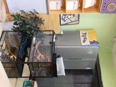 -猫十亿·布偶金渐层·曼基康矮脚猫舍(青年路店)
