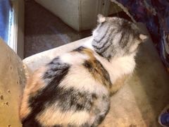 -猫色咖啡·猫咖