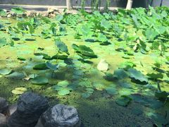 -莲湖公园