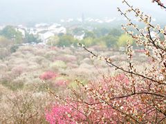 -香雪海