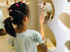 -猫域·湾主题猫咖·宠物吧(南坪城市广场店)