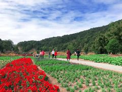 -广州市石门国家森林公园