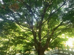 -庐山风景区花径公园