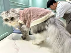 -安格丽娜·狗咖·猫咖羊驼咖(春熙路百盛商场店)