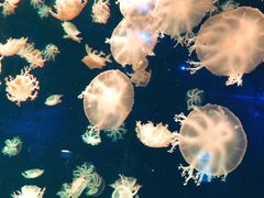 -珠海长隆海洋王国