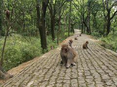 -苏州上方山国家森林公园