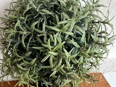 -六六·抹茶66’s SALDessert(保利时光里店)
