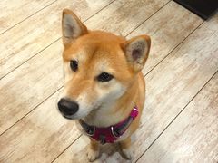 -百好乐宠物友好餐厅(朝外大街店)