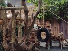 -泉州海丝野生动物世界