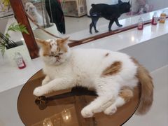 -共舞时光猫咖·狗咖(新街口店)