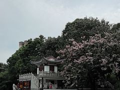 -金花茶公园