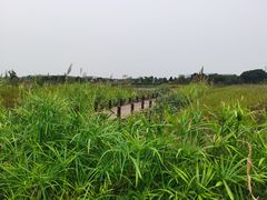 -西京湾花海