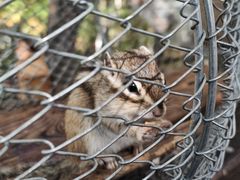 -莫尔道嘎国家森林公园