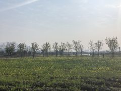 -三垟湿地