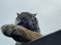 -西霞口神雕山野生动物世界