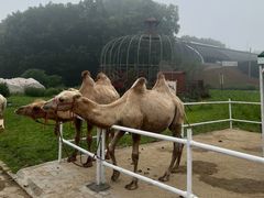 -金石滩蓝莓谷庄园