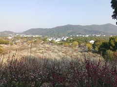 -香雪海