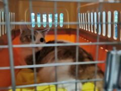 -御宝贝·A梦猫科宠物医院(国际猫友好医院)