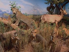 -陕西自然博物馆