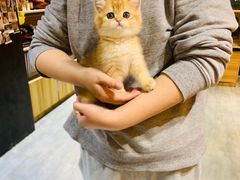 -欣宠猫屋·矮脚拿破仑·蓝金金渐层