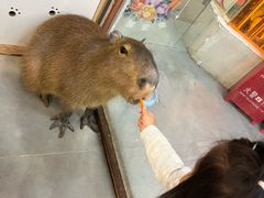 -Honey Bacca 哈尼芭卡高端萌宠(朝阳大悦城店)