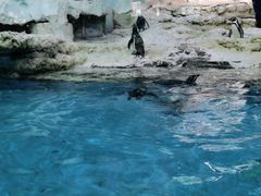 -帝企鹅自助餐厅•儿童岛•真企鹅(长隆企鹅酒店)