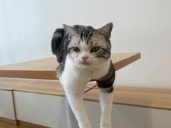 -有喵·猫咖·狗咖·30几只猫10只小狗(岗厦店)