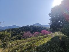 -象头山国家级自然保护区