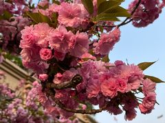 -晓寿司·精致料理(绿地店)