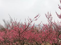 -香雪海