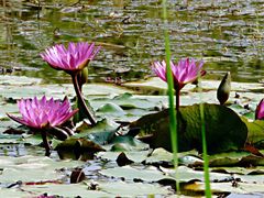-芒洲湿地公园