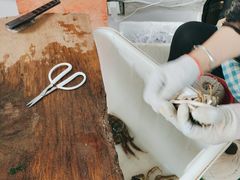 -阳澄湖大闸蟹·琼灵阁牌品牌连锁(吴中总店)