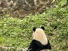 -都江堰中华大熊猫苑