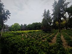 -洛阳白马寺