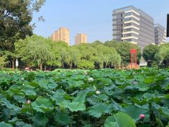 -陈家山荷花公园