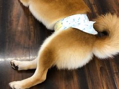 -豆柴町-柴犬主题狗咖(红鼎国际C座店)