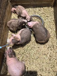 -酷嗒动物文化乐园(cutezoo西溪乐天城店)