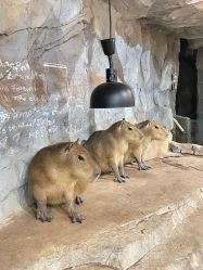 -Zoolung Zoolung动物主题公园(海信广场店)