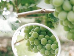 -马陆小张葡萄园农家乐