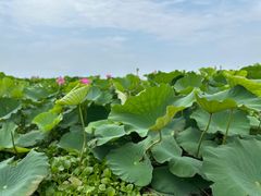 -洪湖生态旅游区