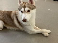 -Husky Go! 哈士奇体验馆·宠物咖啡厅狗咖